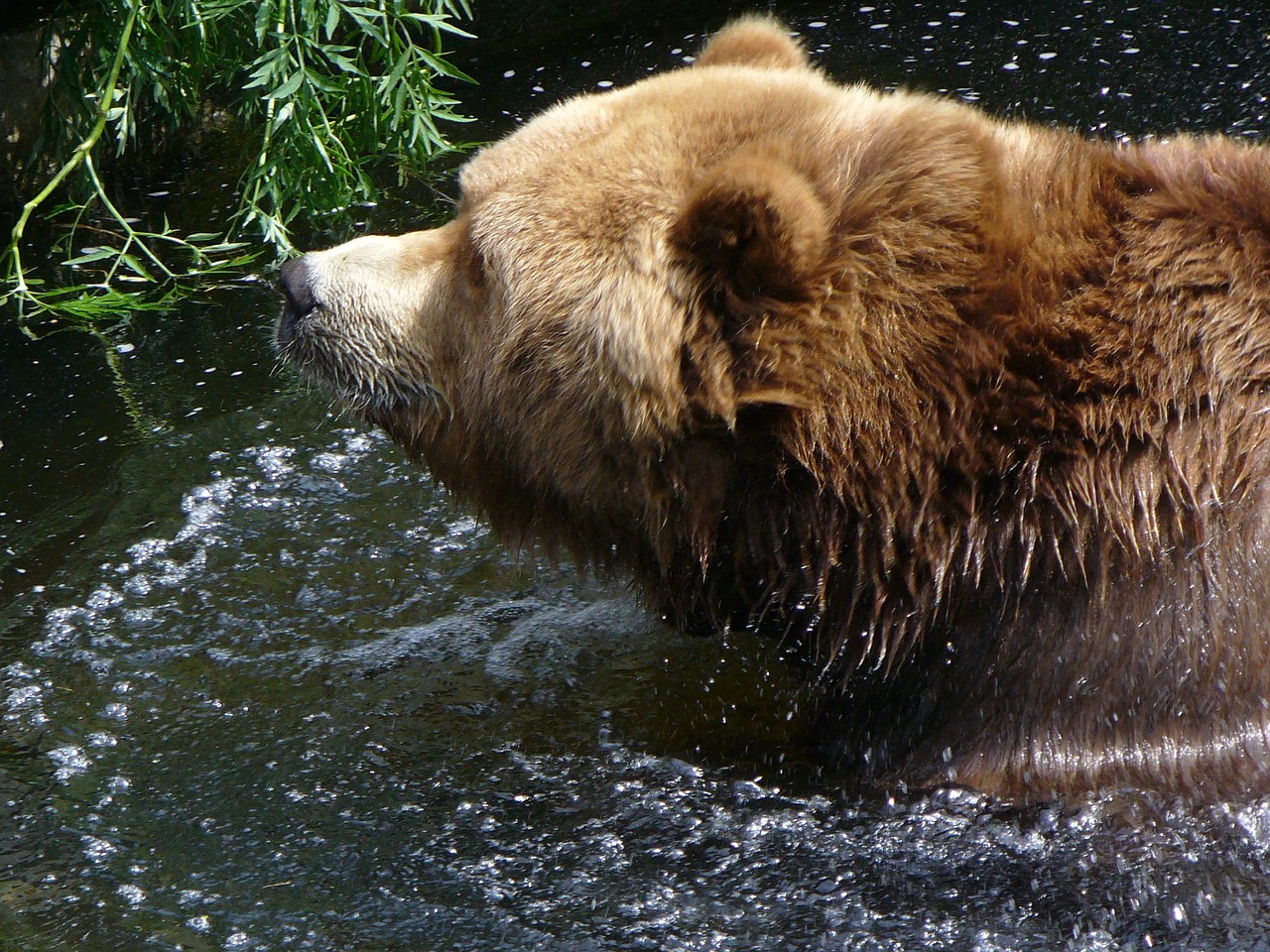 brown bear head water free photo