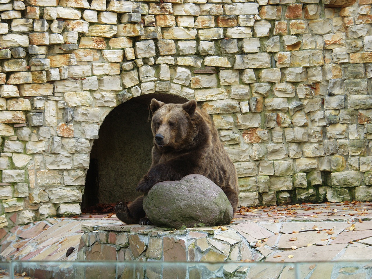 brown bear predator sit free photo