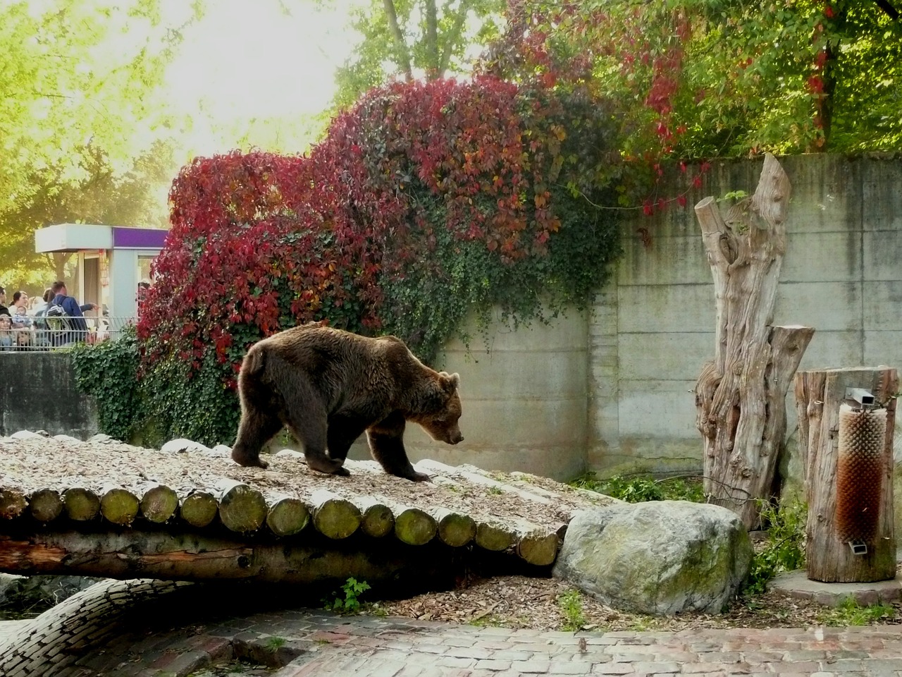 brown bear enclosure teddy bear free photo