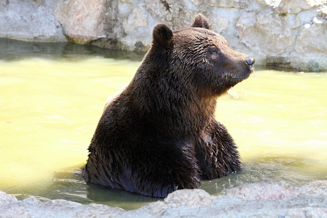 brown bear mammal bear free photo