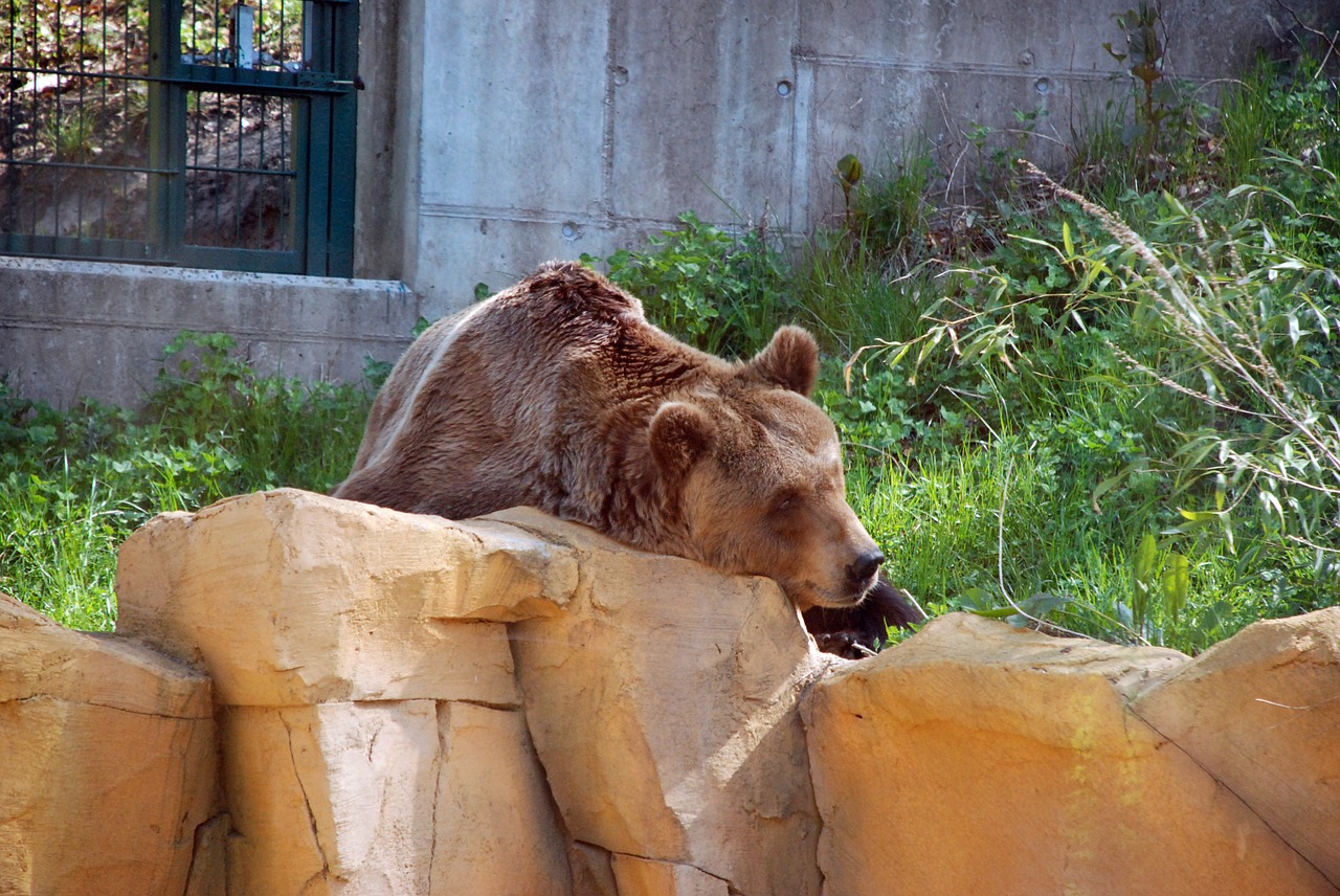 brown bear zoo animal free photo