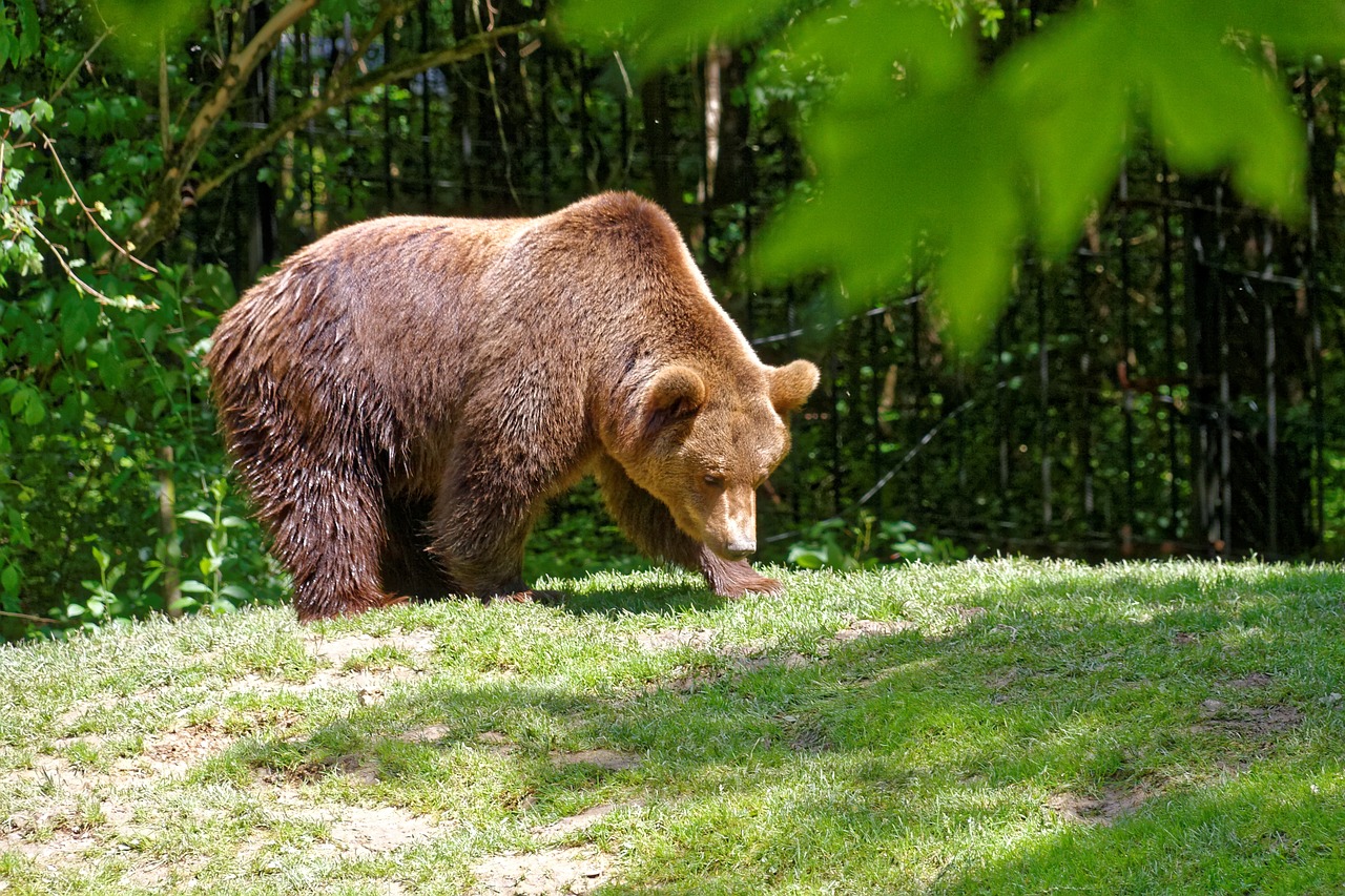 brown bear bear animals free photo