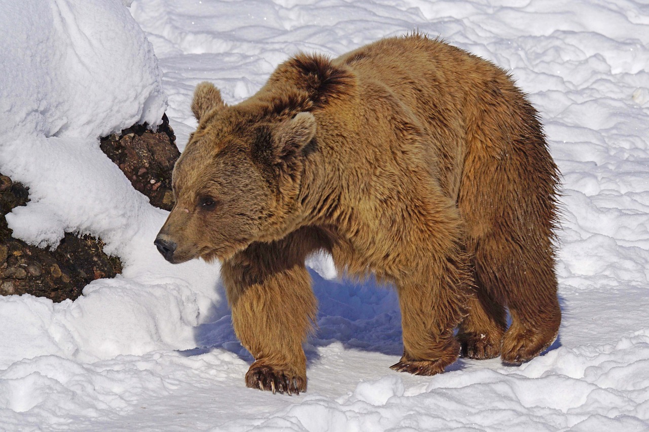 brown bear nature park bear enclosure free photo