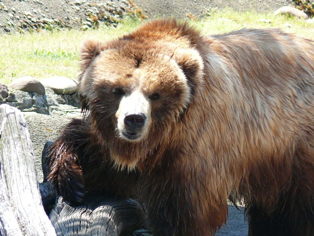 brown bear sofia zoo beast free photo
