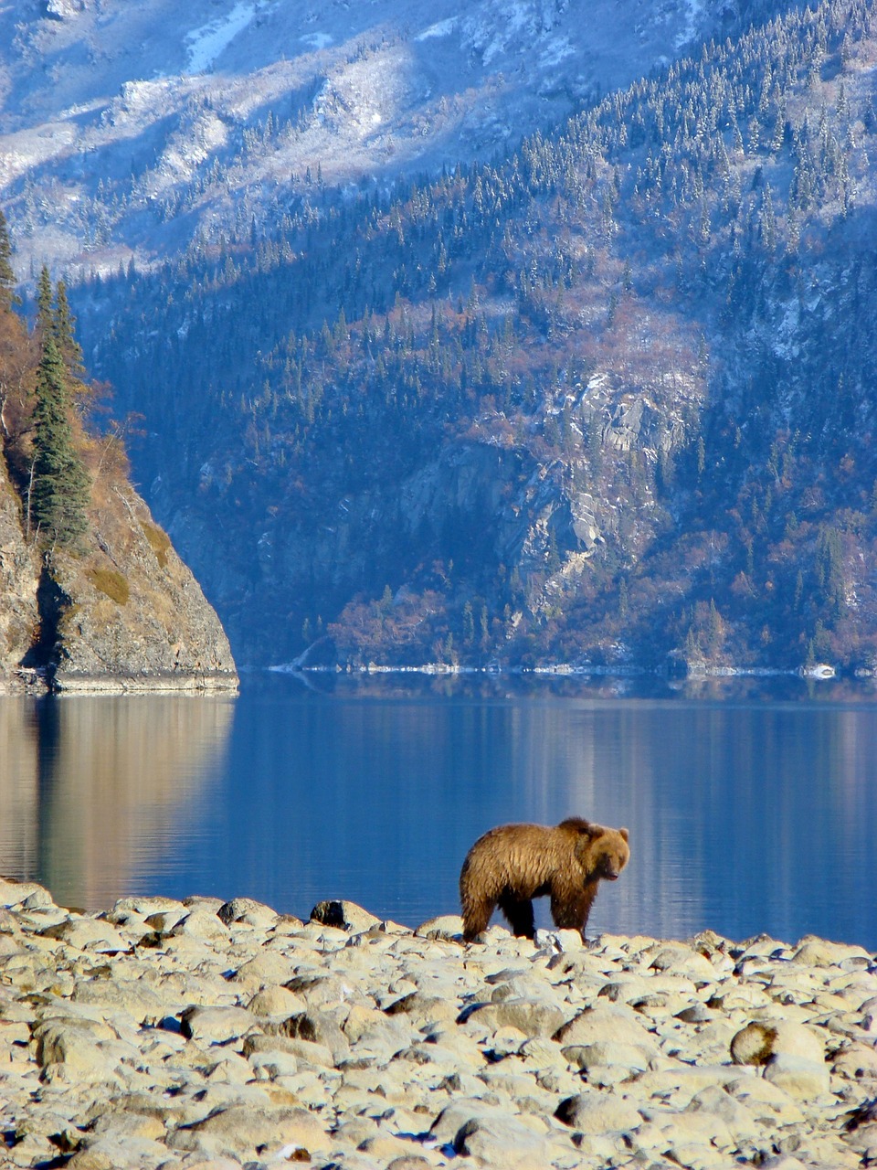 brown bear wildlife nature free photo