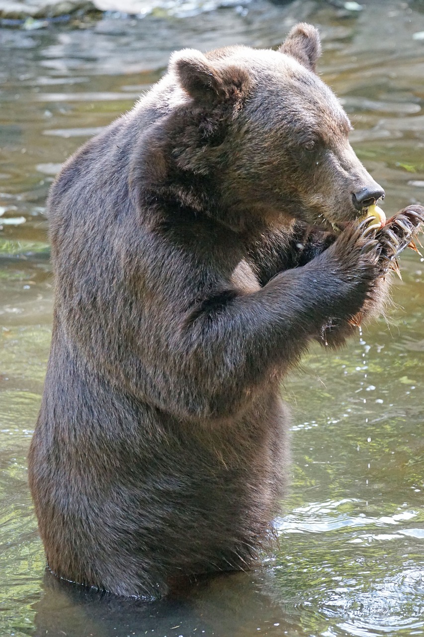 brown bear food wildlife park free photo