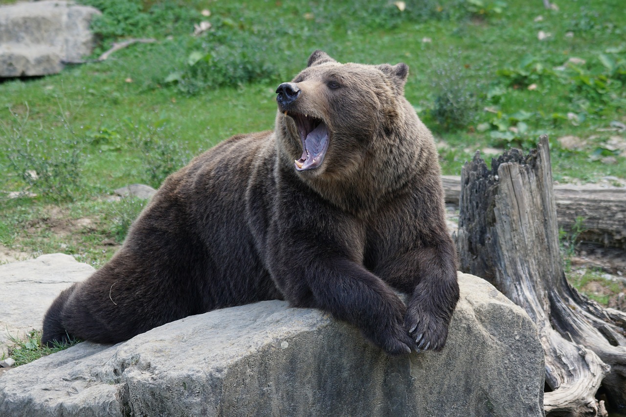 brown bear bear zoo free photo