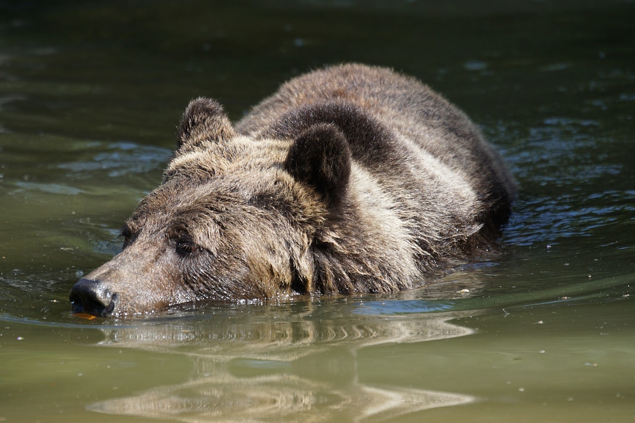 brown bear bear swim free photo