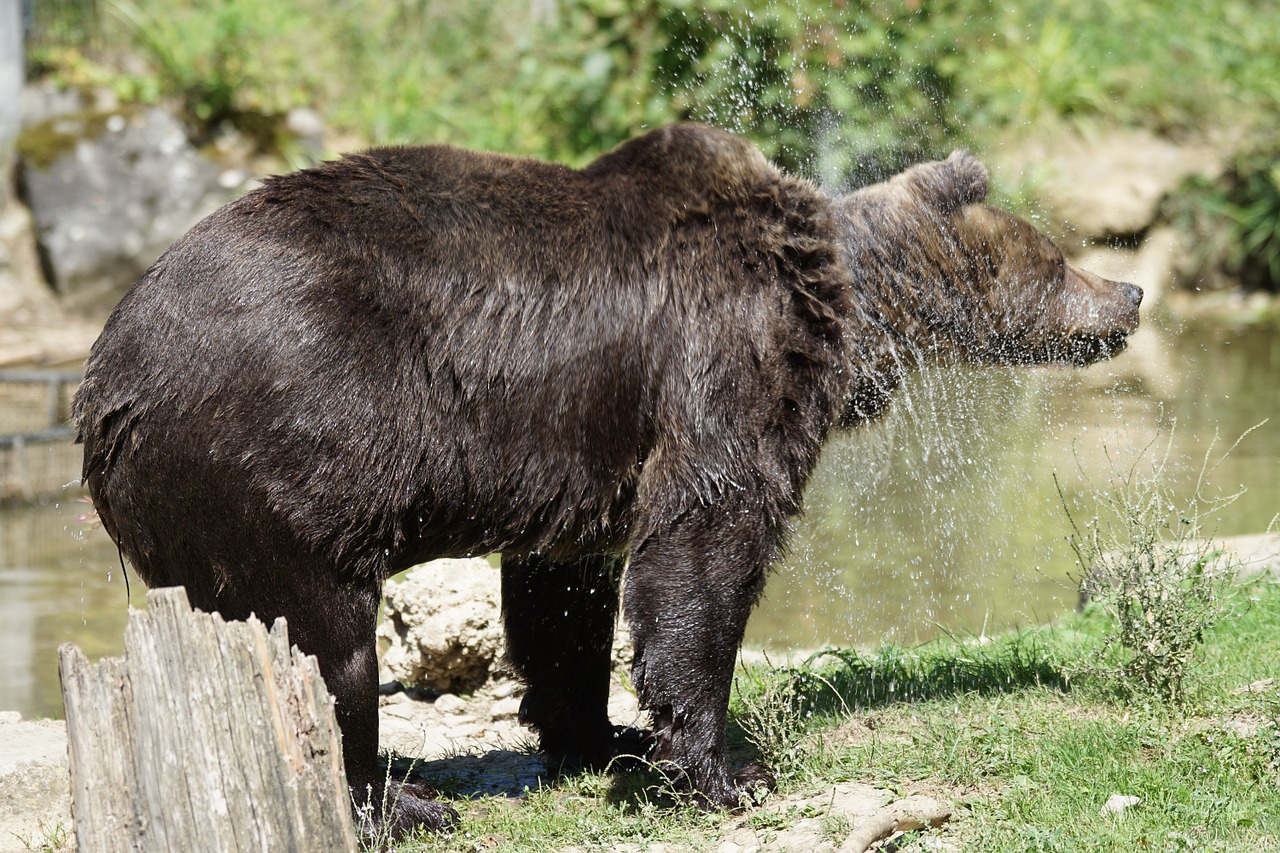 brown bear bear shake free photo