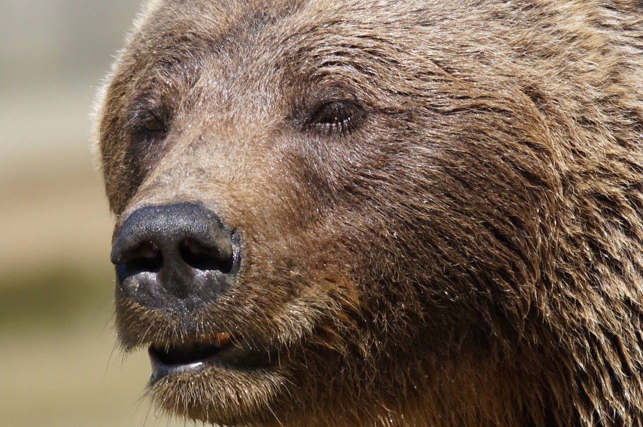 brown bear bear predator free photo