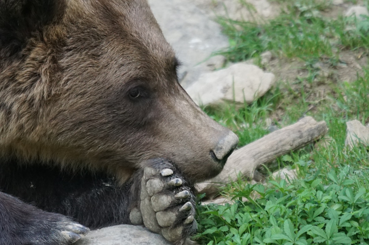 brown bear bear predator free photo