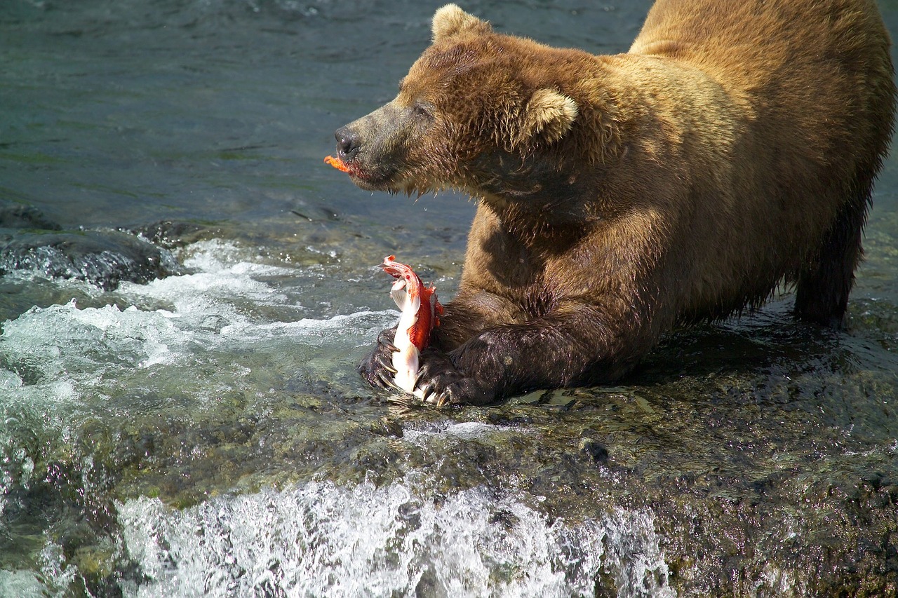 brown bear male eating free photo