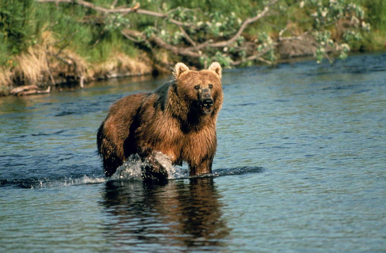 brown bear water standing free photo