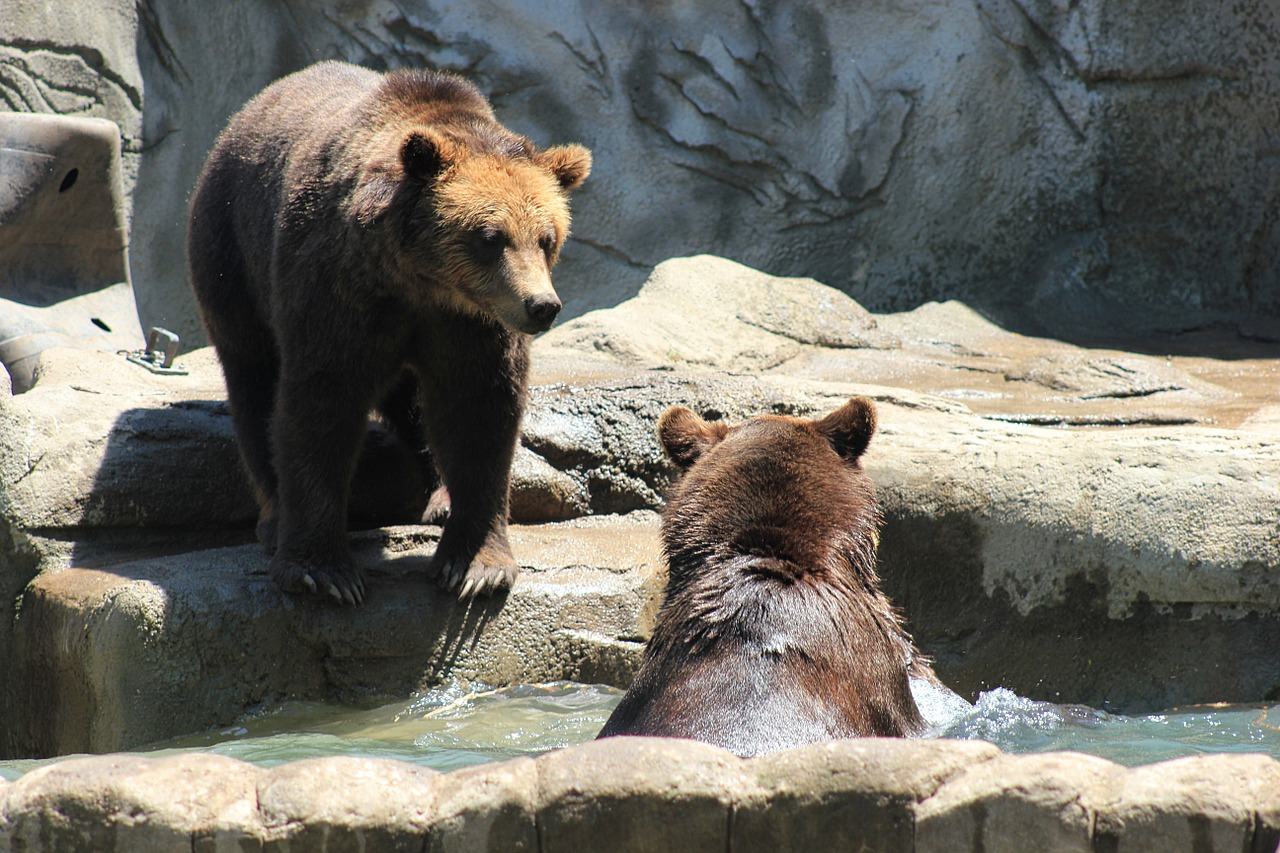 brown bears bears exhibit zoo free photo