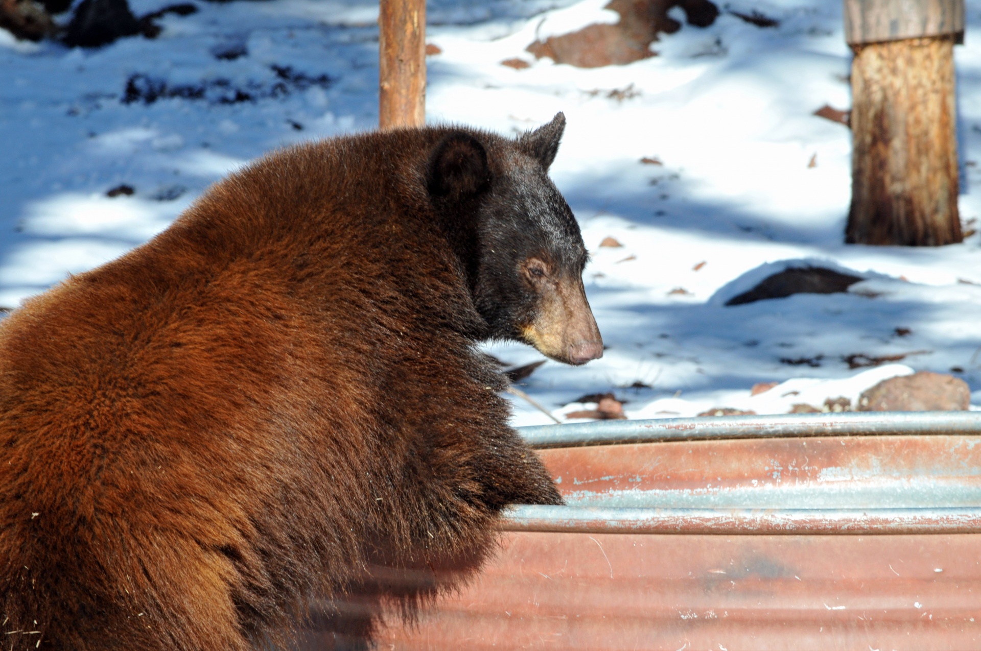 bear bears brown bear free photo