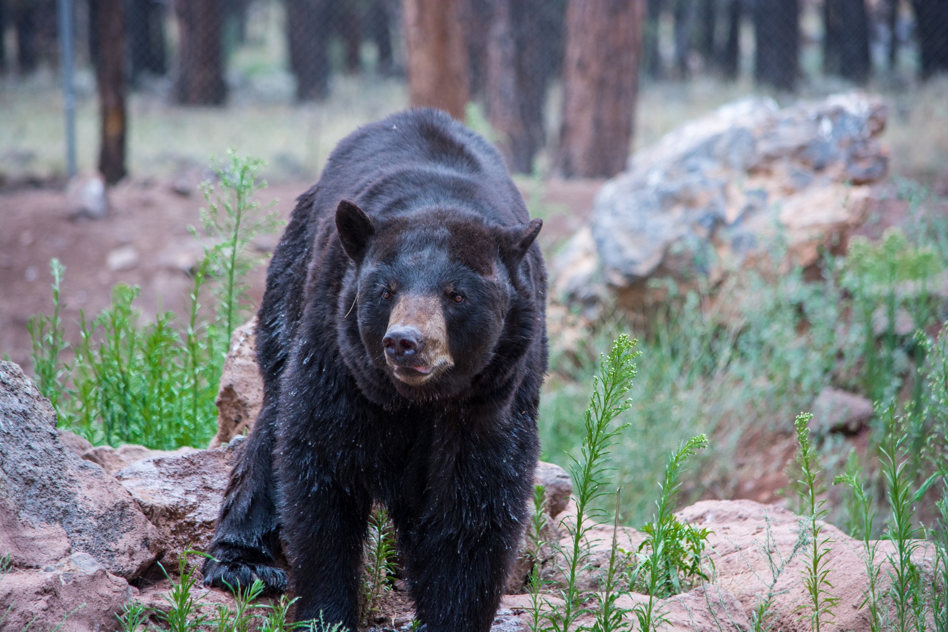 bear brown mountains free photo