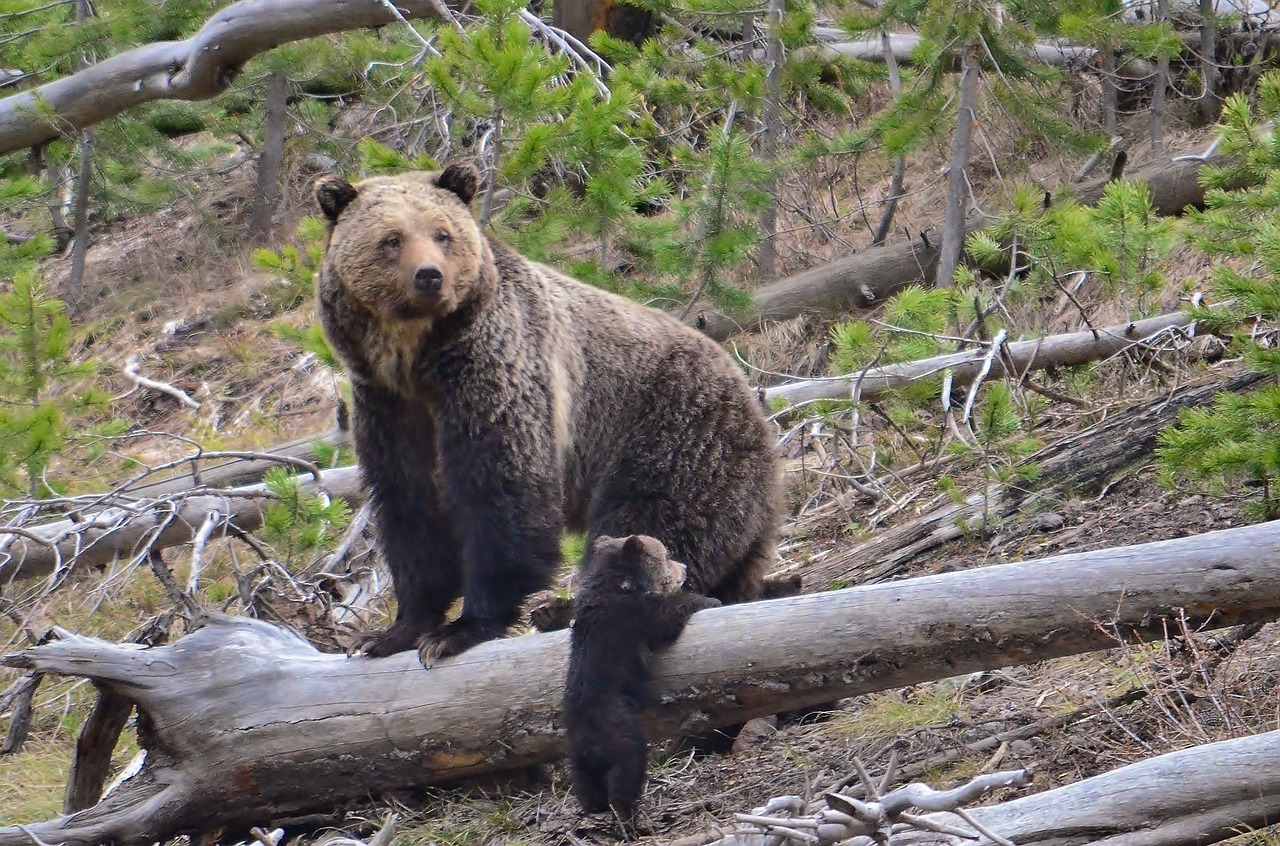 brown bears sow cub free photo