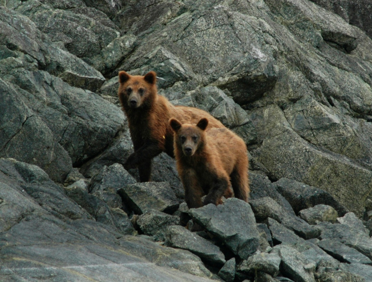 brown bears coastal portrait free photo