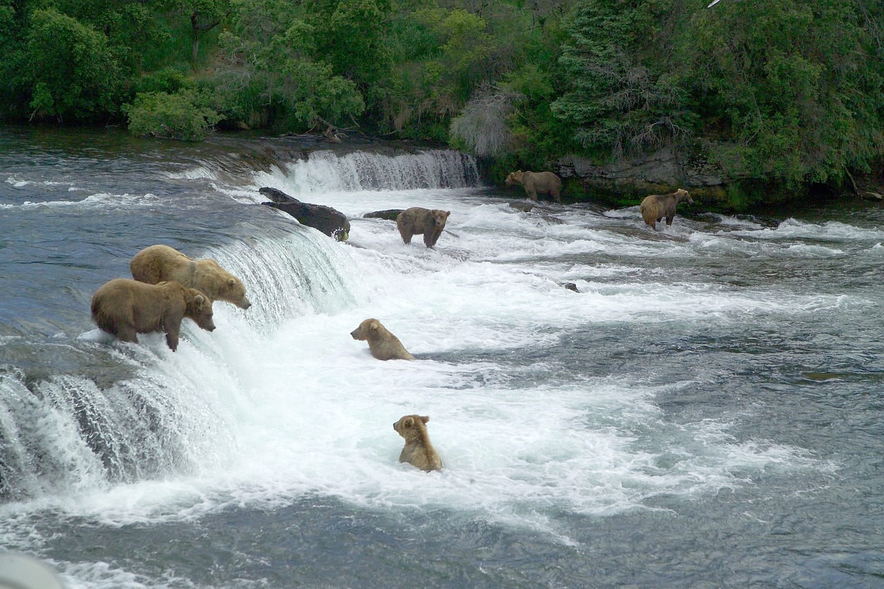 brown bears fishing water free photo