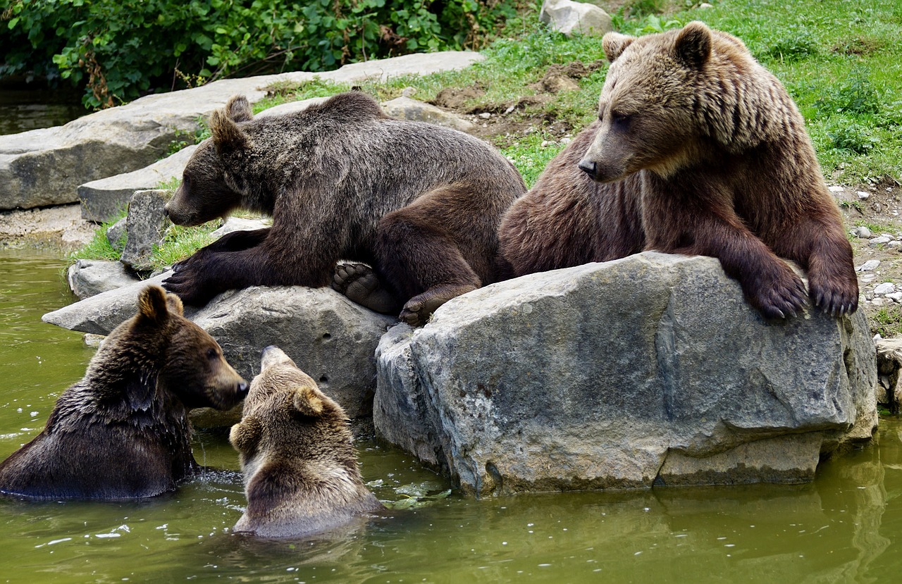 brown bears young animals dam free photo
