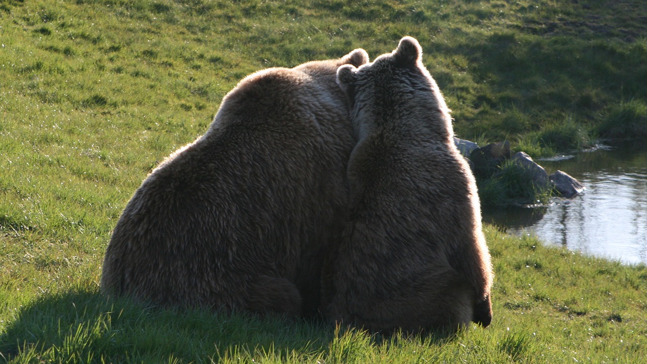 brown bears  the scandinavian wildlife park  kolind free photo