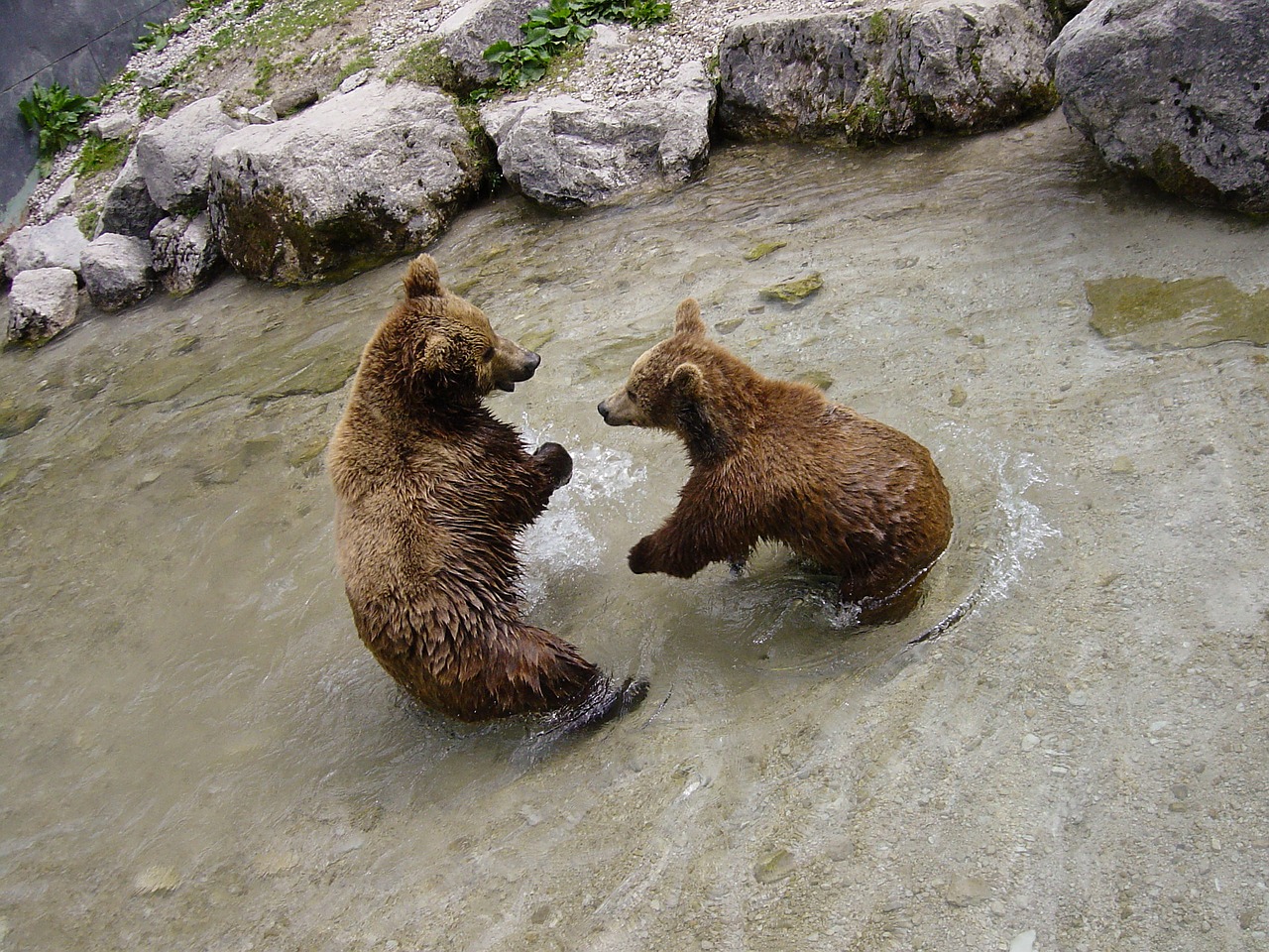brown bears bear animal free photo