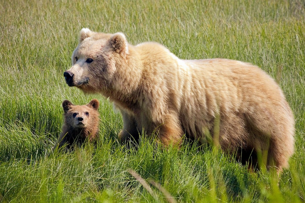 brown bears sow cub free photo