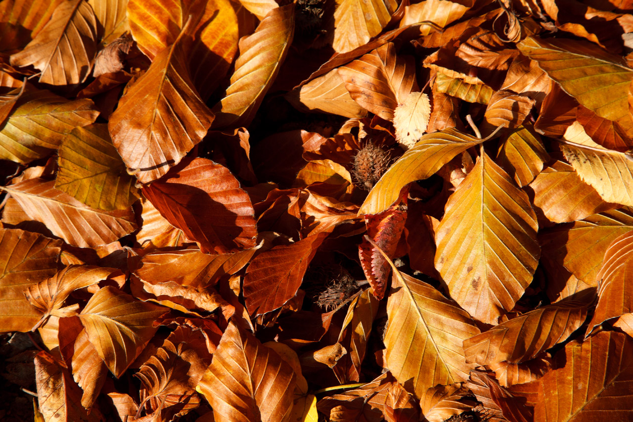 autumn background beech free photo