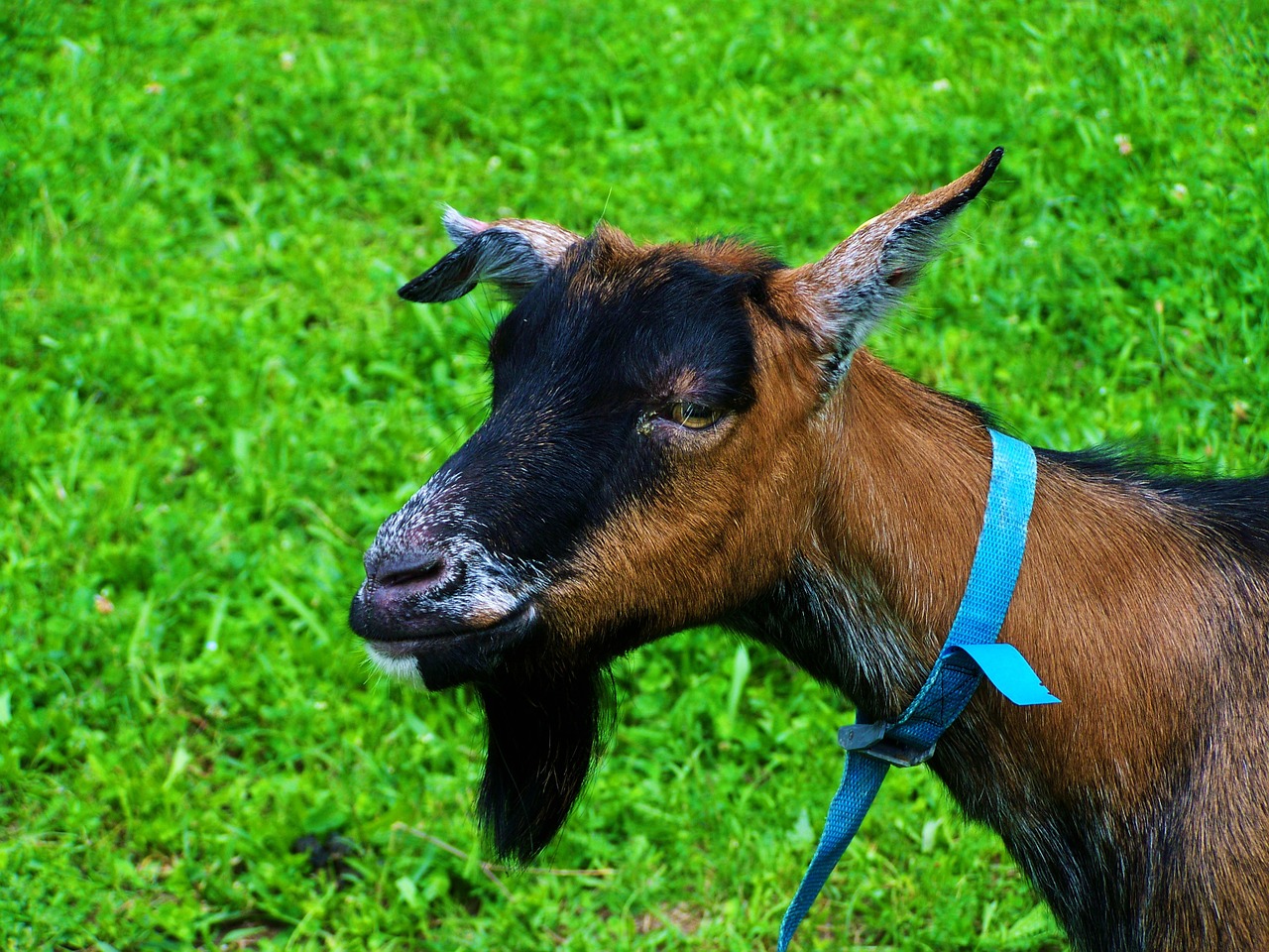 brown-black goat bearded domestic animal free photo