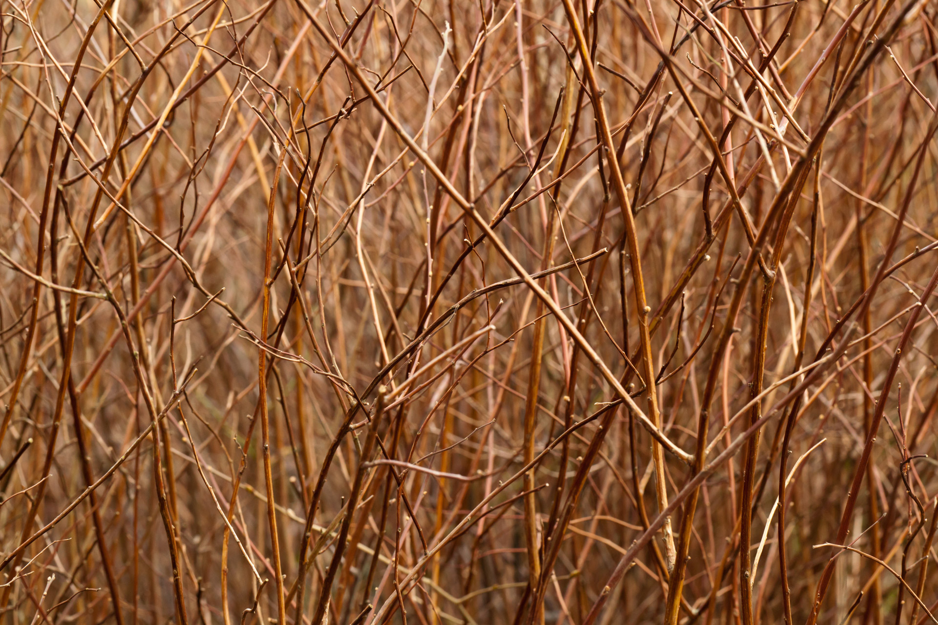 abstract background branch free photo