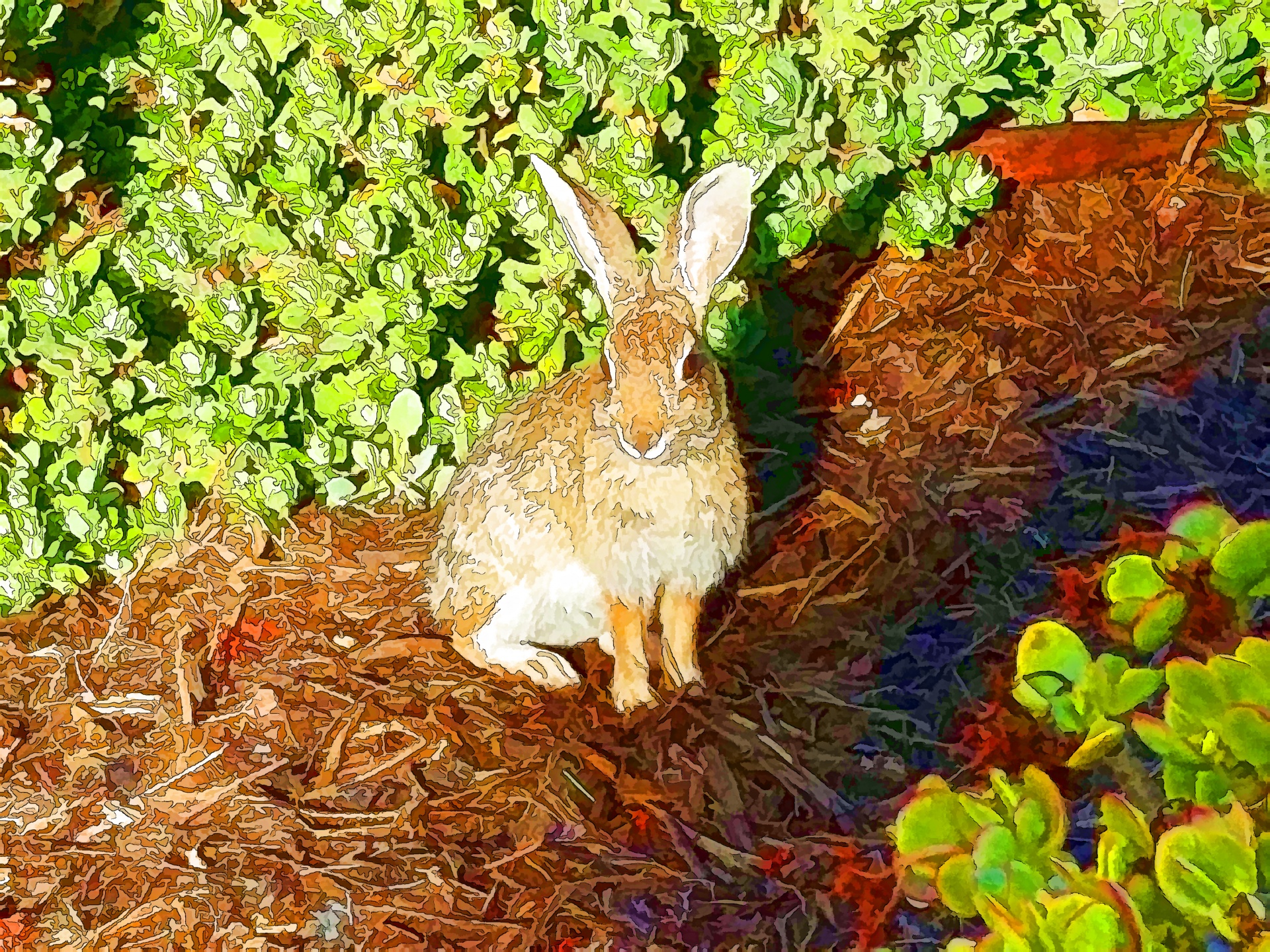 rabbit rabbits brown free photo