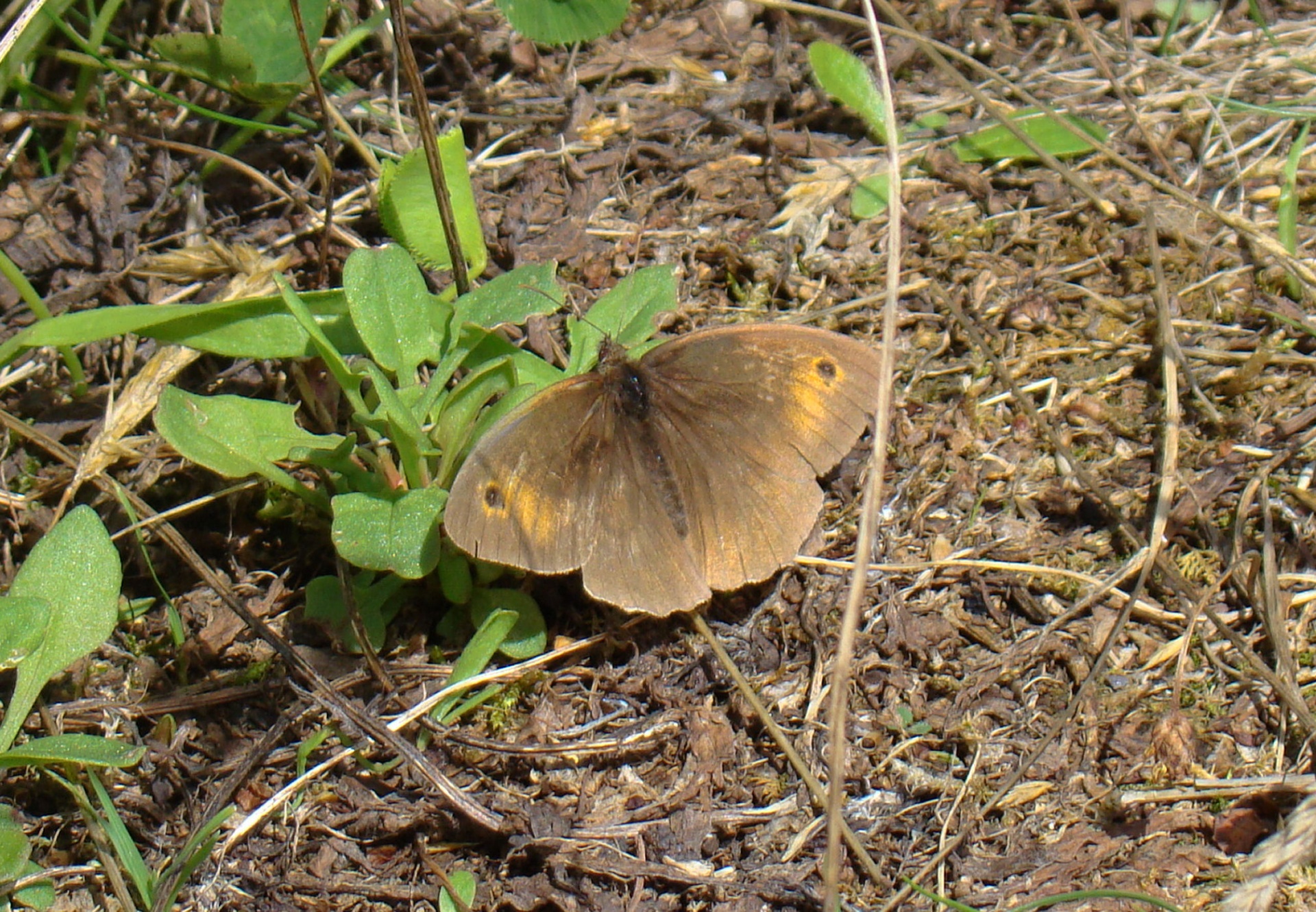 butterfly brown yellow free photo