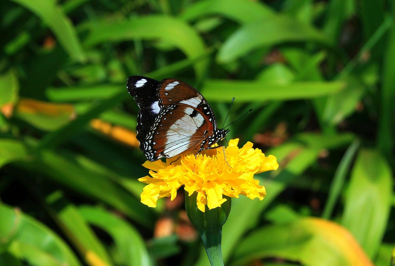 brown butterfly butterfly insect free photo