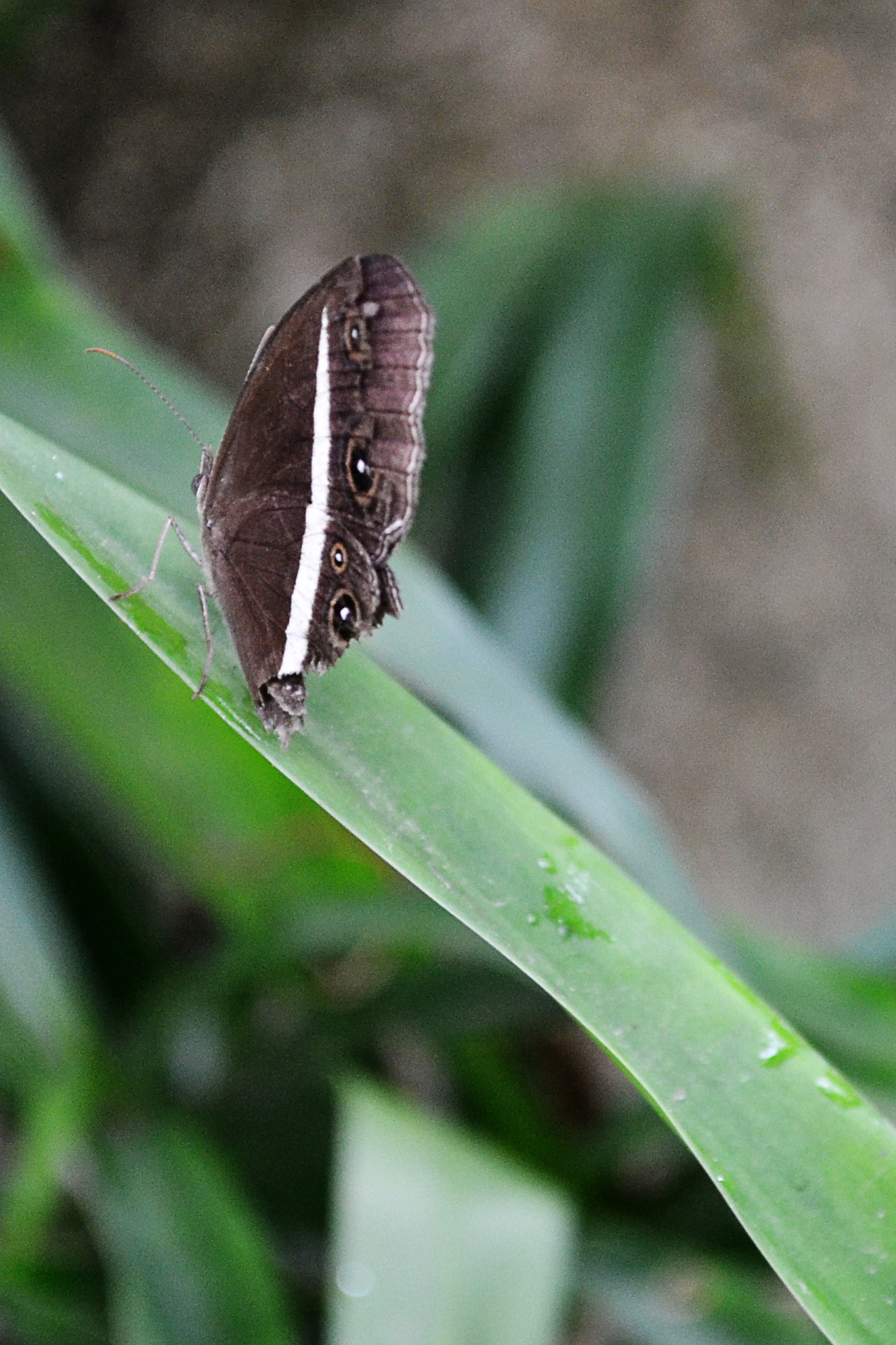 butterfly insect brown free photo