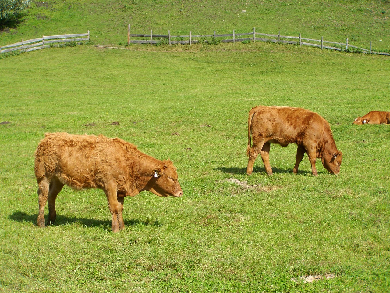 brown calves cattle green pastures free photo