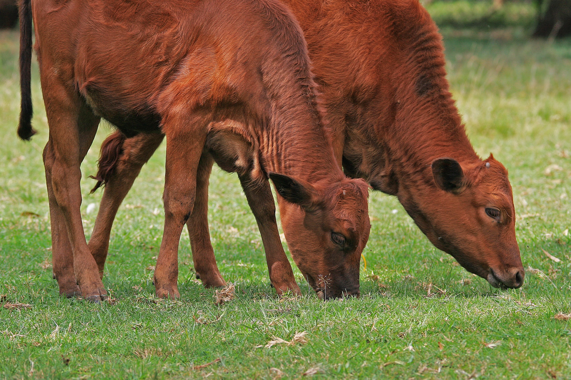 calves bovine young free photo