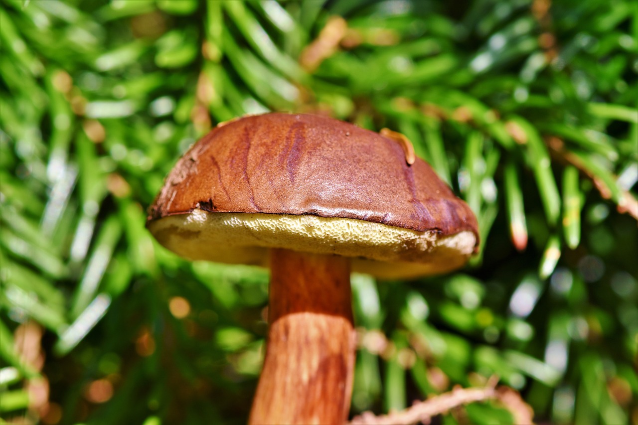 brown cap  mushroom  tube mushroom free photo