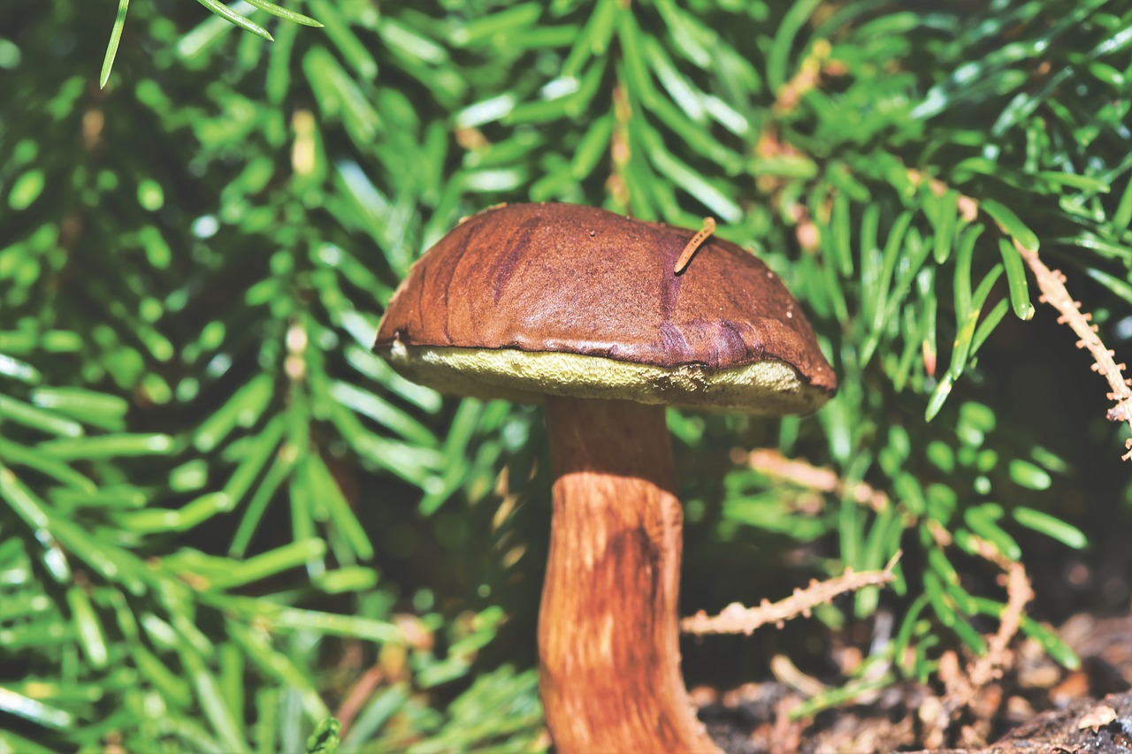 brown cap  mushroom  forest mushroom free photo
