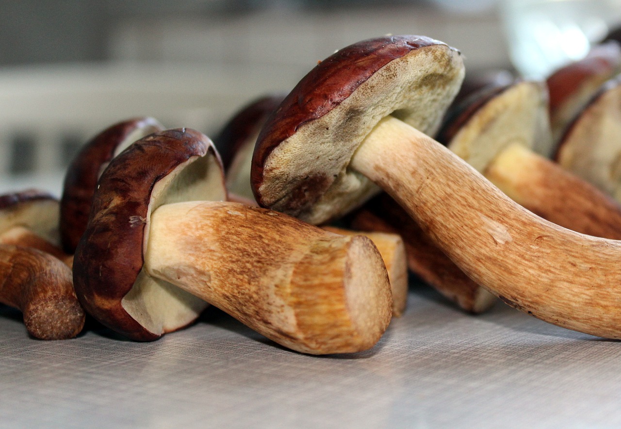 brown chestnut boletus mushrooms edible mushrooms free photo