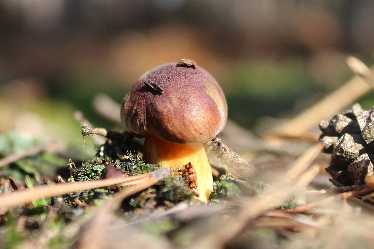 brown chestnut boletus mushrooms edible forest free photo
