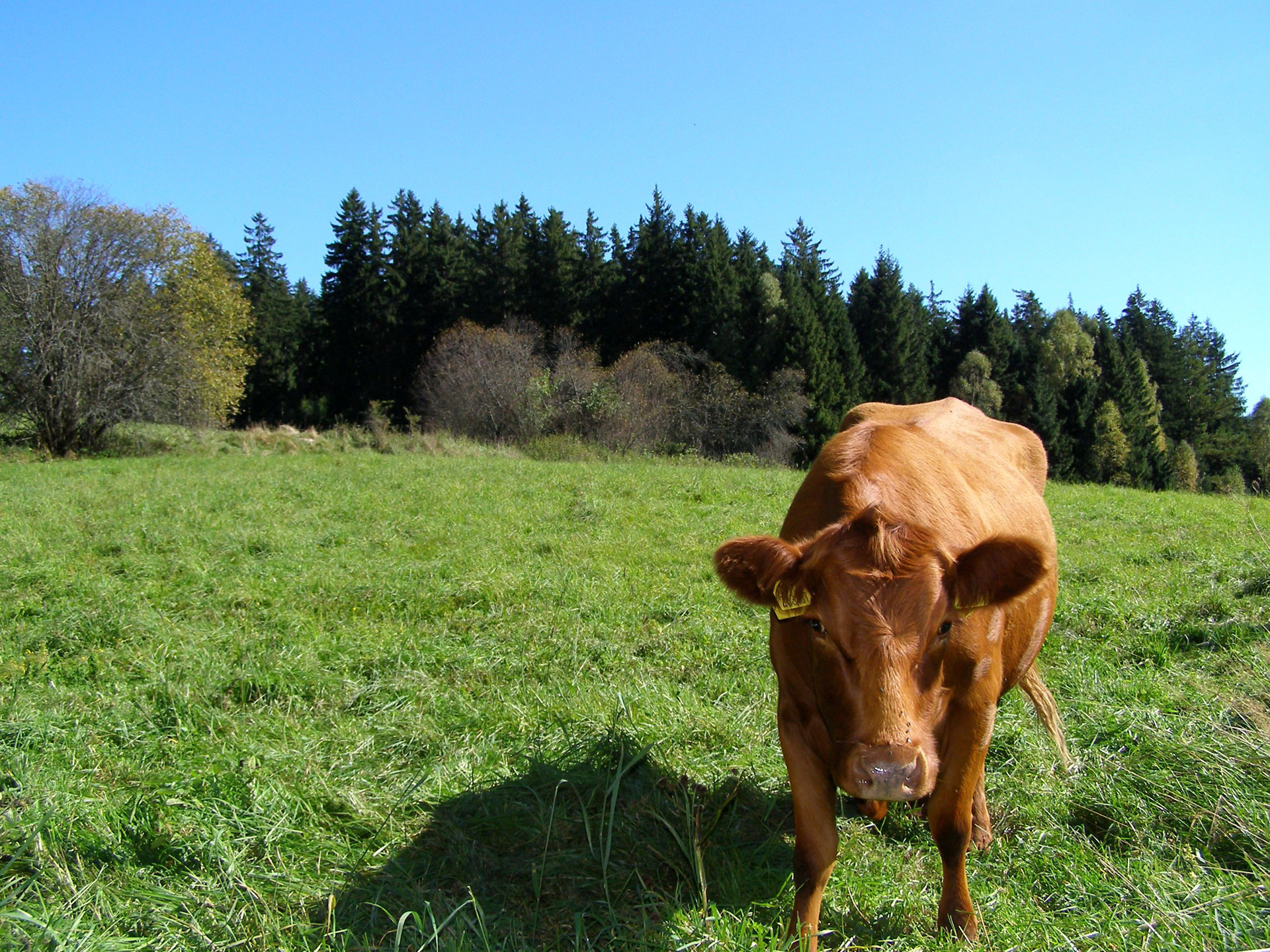 cow meadow national free photo