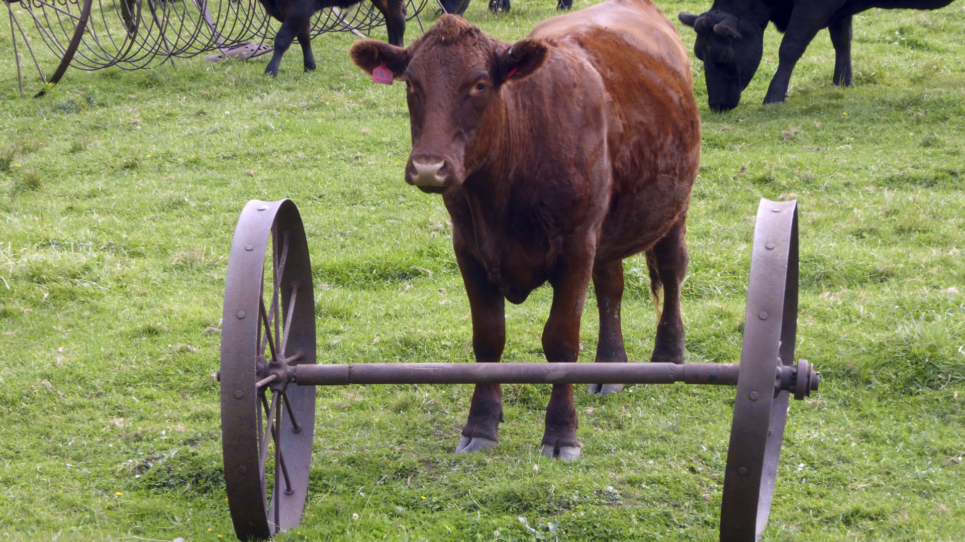 cow cattle farm free photo