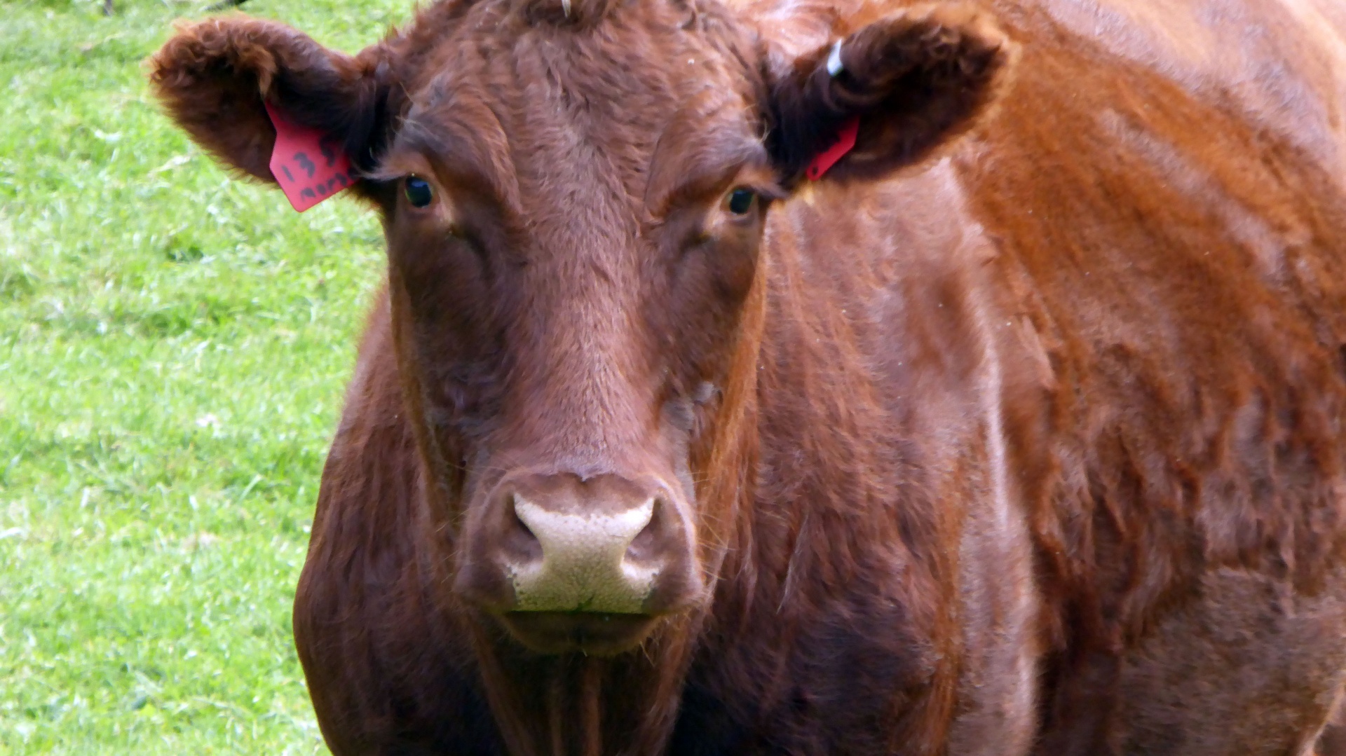 cow cattle brown free photo