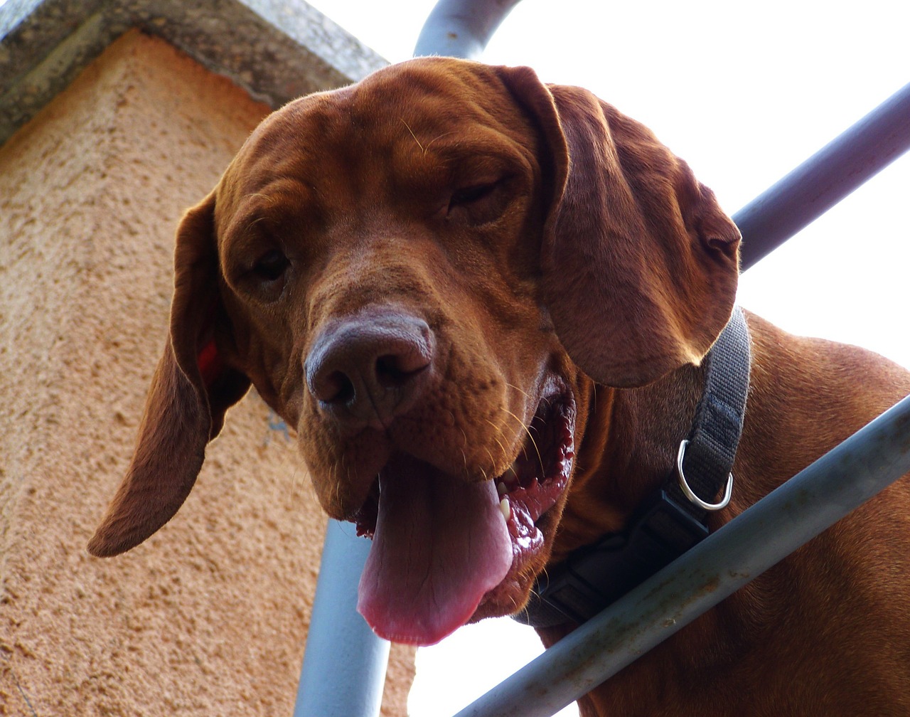 brown dog hungarian vizsla pets free photo