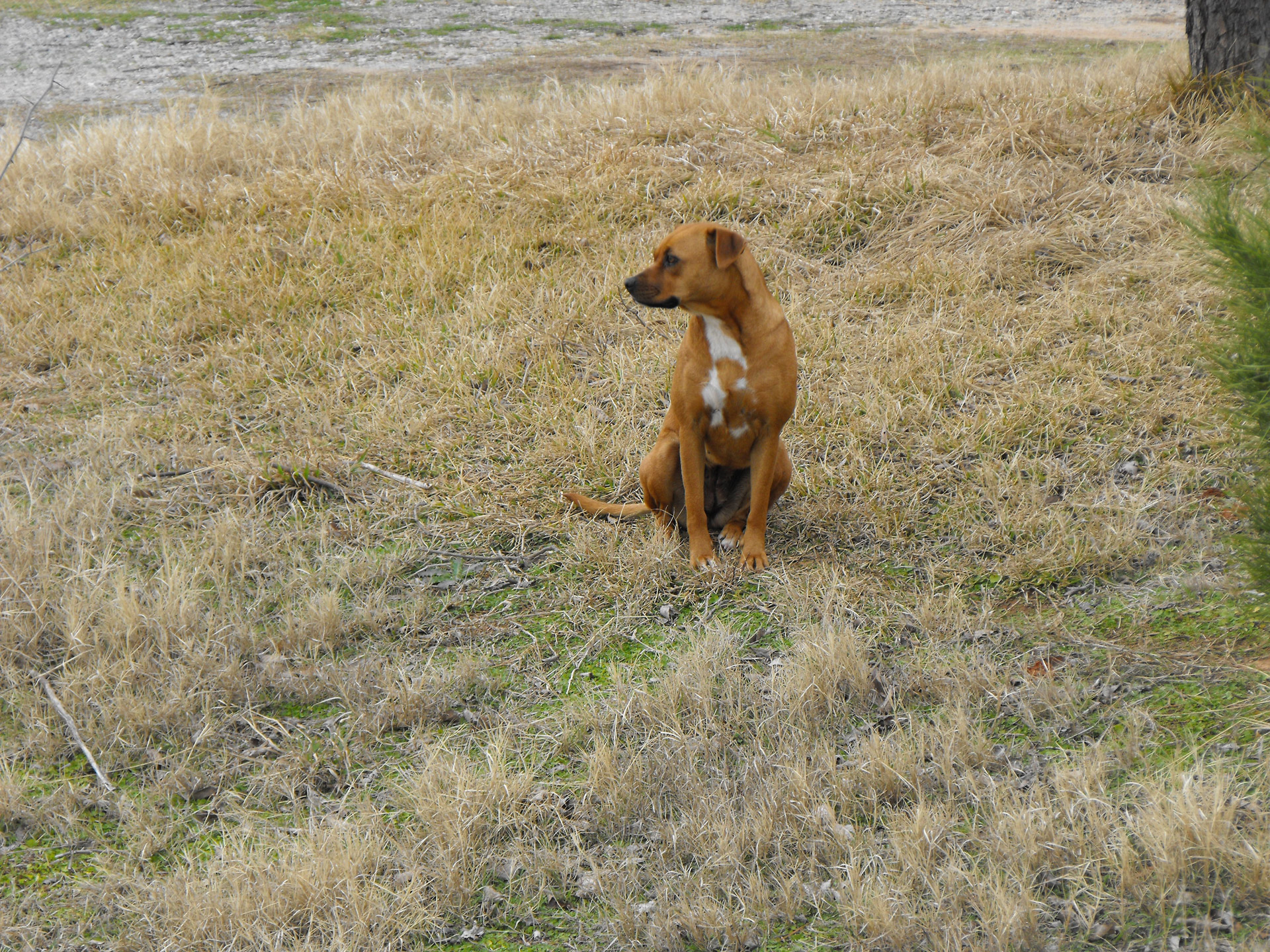 dog brown grass free photo