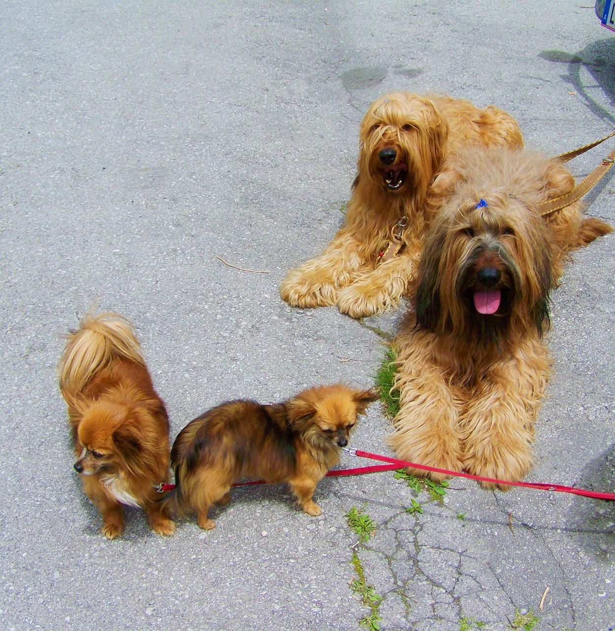 brown dogs young and old animals free photo