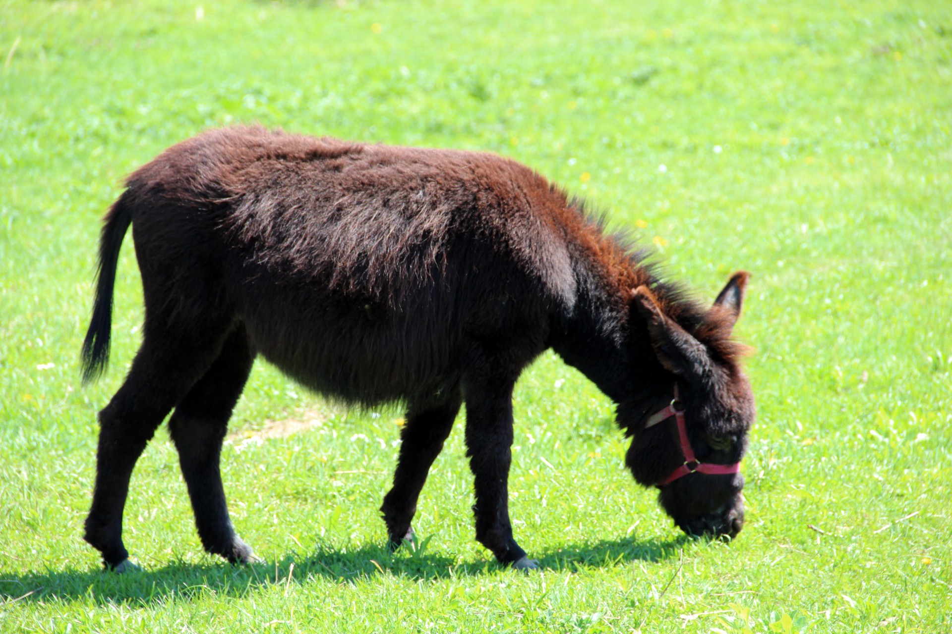 donkey farm donkeys free photo