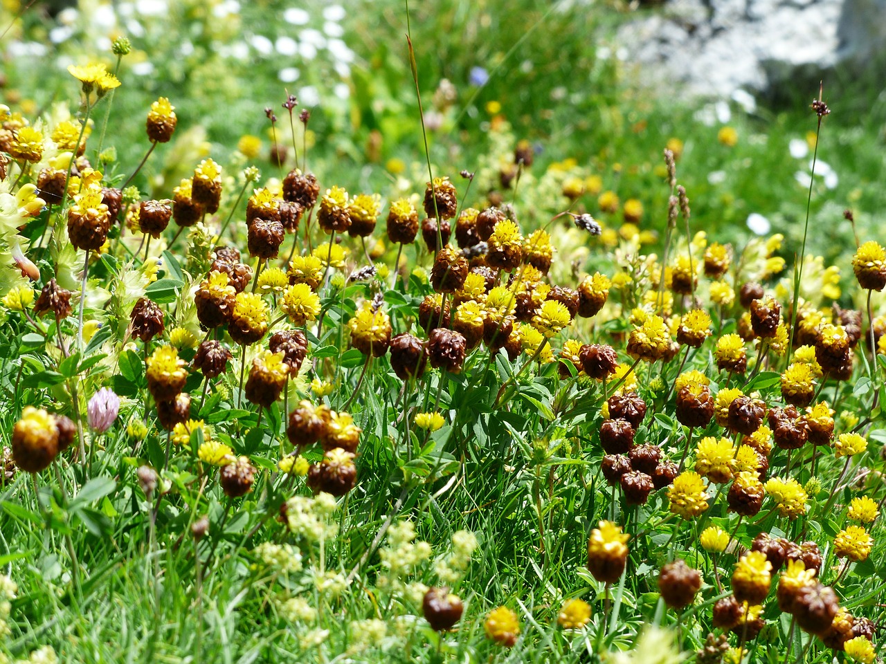 brown dress flowers yellow free photo