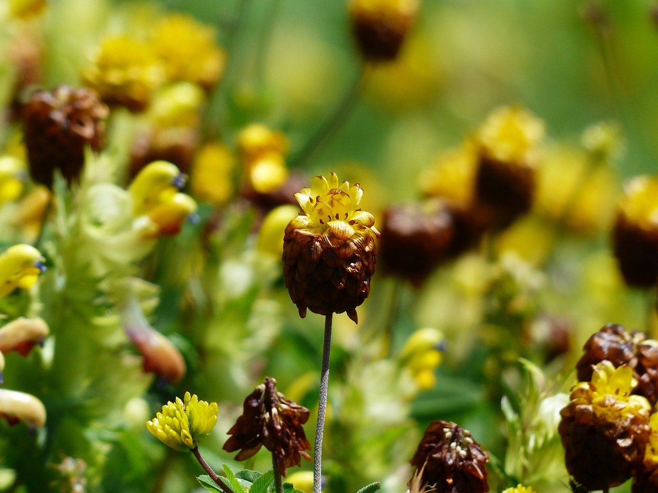 brown dress flowers yellow free photo