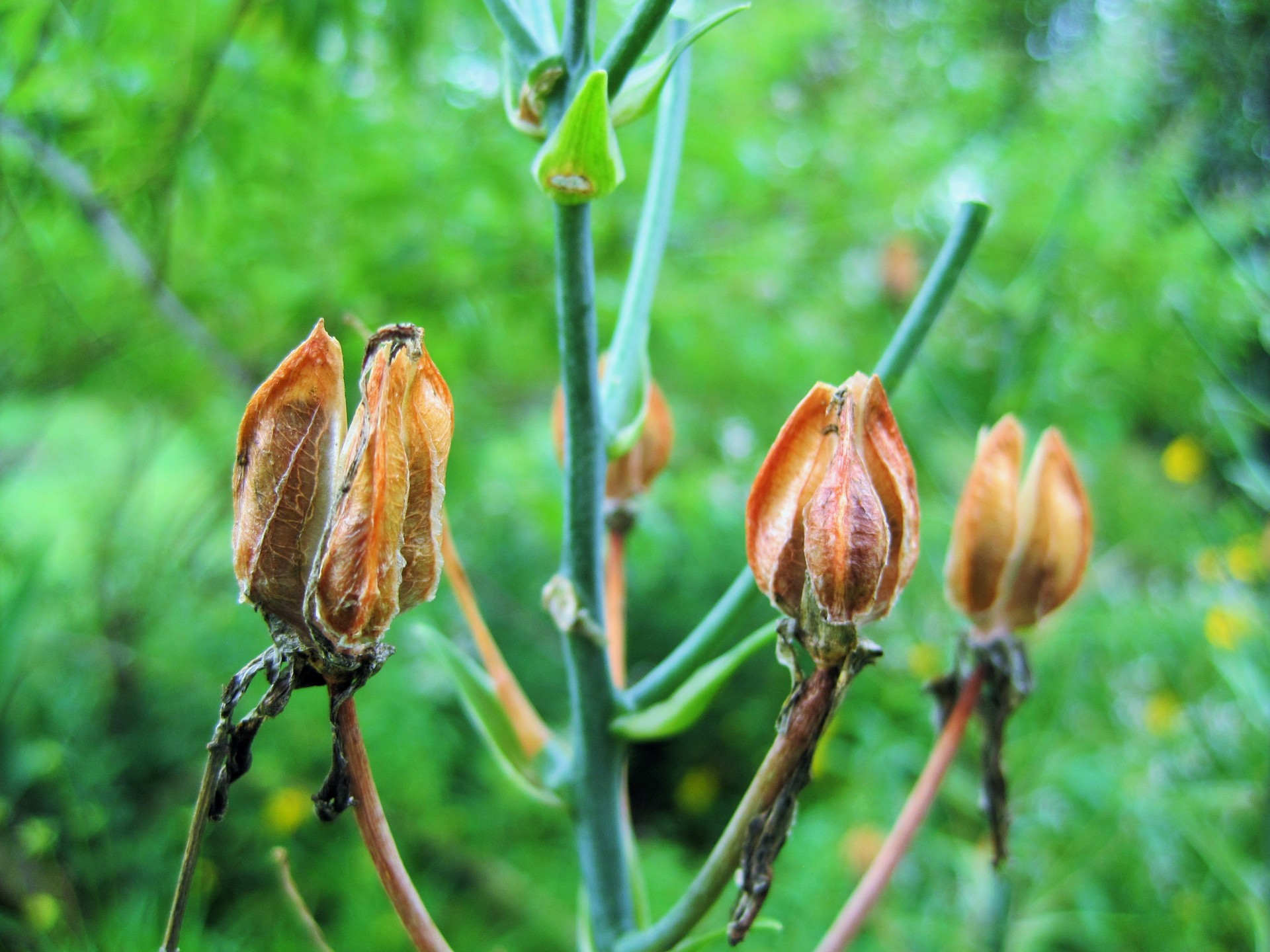 seedpods dry brown free photo